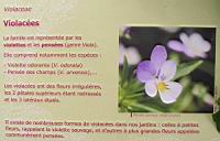 Famille Violacees ou Violaceae (txt)